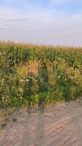 The video shows a dirt road running alongside a cornfield. The corn is green and tall, with some dry stalks mixed in. Wildflowers are growing along the edge of the field. The sky is blue with scattered white clouds. The sun appears to be setting, casting a warm glow on the scene. There are tire tracks on the dirt road, suggesting that vehicles have recently traveled on it.