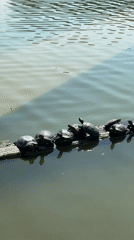 Wildlife observed at Istanbul park pond during morning hours