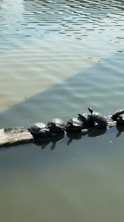 Wildlife observed at Istanbul park pond during morning hours