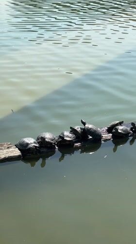 Wildlife observed at Istanbul park pond during morning hours