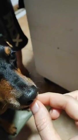 A close-up video shows a person's hand holding a small yellow treat between their thumb and index finger. A black and tan dog, possibly a miniature pinscher, is leaning in to lick the treat from the person's fingers. The dog's head and snout are visible, with its eyes looking towards the treat. In the background, a person wearing dark pants with white lettering on the leg stands near a white appliance, possibly a refrigerator or cabinet. The floor appears to be tiled. The video is composed of four frames from 00:00 to 00:03.