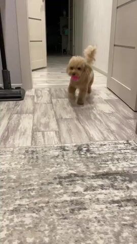A small, fluffy, light brown poodle dog is playing with a pink ball in a hallway. The dog is walking towards the camera with the ball in its mouth at the beginning of the video. The dog then turns and the camera focuses on its hindquarters as it walks away. The dog then lies down on a patterned rug and plays with the ball, biting and shaking it. A person's hand and foot are visible in the video, reaching towards or interacting with the dog. The environment appears to be a domestic setting with wooden floors and doors visible in the background.