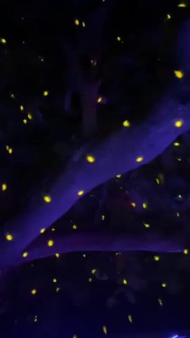 The video shows a view up into a tree at night, with numerous illuminated objects resembling fireflies. The branches and leaves are dark with purple and pink light illuminating them. Towards the bottom of the screen, two figures, presumably people, are visible dimly lit at the base of the tree. Electronic dance music with a strong beat plays during the scene.