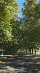 Vehicle drives down scenic tree-lined avenue in Stellenbosch