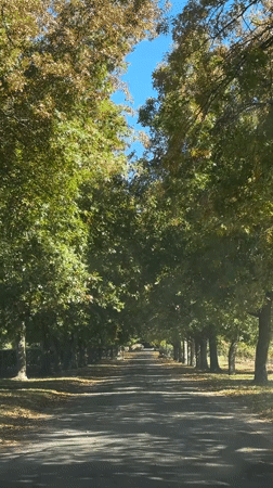 Vehicle drives down scenic tree-lined avenue in Stellenbosch
