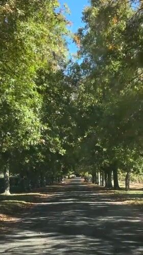 Vehicle drives down scenic tree-lined avenue in Stellenbosch