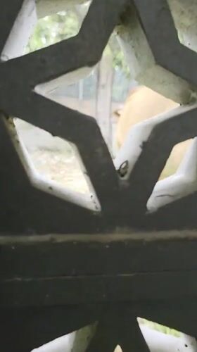 Cow spotted through decorative wall in Vietnam