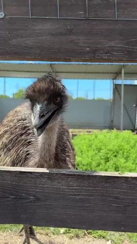 The video captures a close-up interaction with an emu through a wooden fence. Initially, the emu's head and back are seen, with its head lowered (0:00-0:01). As a person says "Hello," the emu raises its head, turning to face the camera directly. Its beak is open, and its large eye is visible (0:02-0:03). The emu has ruffled, dark brown and gray feathers, particularly around its head and neck. In the final frame, a human hand holding a black smartphone briefly enters the lower right of the frame, partially obscuring the emu's face (0:03-0:04). The background features a vibrant green grassy enclosure, several white buildings with metal roofs, and a bright blue sky dotted with white clouds, indicating a sunny daytime setting. The scene takes place in Gay-Kodzor, Russia.