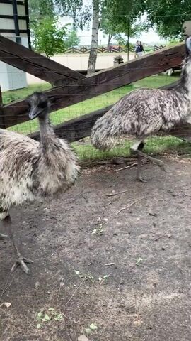 At the 00:00 mark, an emu stands near a wooden fence. By 00:01, the emu is closer to the camera and is looking at the viewer. At 00:02, the emu lowers its head and appears to be eating something. A hand reaches out to pet the emu at 00:03. At 00:04, a man is seen petting the emu, while another person's hand is visible holding food. The background shows a fence, trees, and some people walking in the distance.