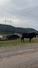 Rural cattle scene documented near Sofia, Bulgaria countryside