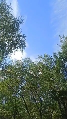 This media file is a vertical video displaying a view of trees against a bright blue sky with wispy white clouds. The trees are a mix of deciduous and evergreen varieties, with lush green foliage. The sunlight appears to be strong, suggesting it is daytime, likely a clear and pleasant day. The video seems to be shot from a low angle, looking up into the tree canopy and towards the sky. There are no visible people or man-made objects. The setting appears to be a natural environment, possibly a forest, park, or garden. The overall impression is one of peacefulness and natural beauty. The location context provided is Asbest, Russia, which aligns with the imagery of a temperate forest environment. There is no visible text within the video.