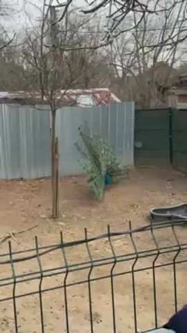 The video shows a peacock displaying its tail feathers. The peacock is in an enclosure made of chain link fence and galvanized metal sheets. The peacock struts back and forth across a dirt surface, fanning its feathers into a semi-circle. Another bird can be seen in the background.