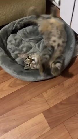 A tabby cat is lying on its back in a circular grey cat bed. The cat's legs are stretched out, and its body is curved. The cat is looking at the camera with its head slightly tilted. The cat bed is on a wooden floor. There is a couch or chair behind the cat bed and a white radiator or heating unit in the background. The lighting is dim.