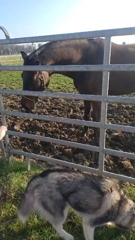 A little girl in pink pants and a light-colored jacket is standing at a silver metal fence, looking at a dark horse in a muddy paddock. The horse is facing sideways and wearing a halter. Beyond the paddock are green fields and a line of trees against a clear blue sky. Another dog is on the other side of the fence.