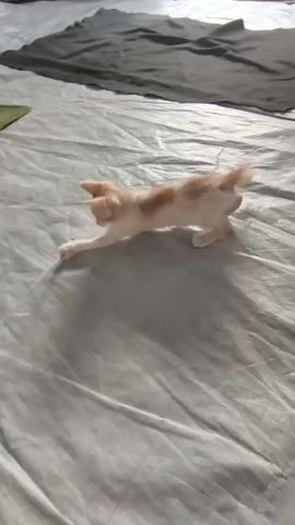 A ginger and white kitten is playing with a thin string. A hand is holding the string, moving it around for the kitten to chase. The kitten is on a light-colored, textured surface, possibly a bed or a sheet. There is a dark fabric item in the background. The kitten rolls over and bats at the string.