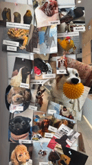Pet photos cover community bulletin board