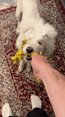 Dog plays tug-of-war with owner in Krasnoyarsk home