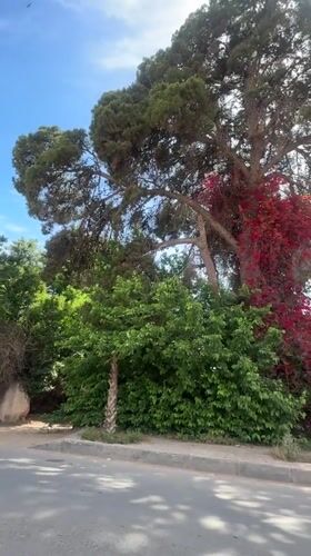 Blooming red flowers brighten green roadside hedge in Marrakesh