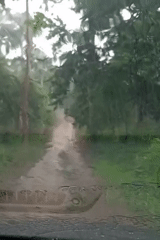 Vehicle drives through wooded area during heavy rainfall