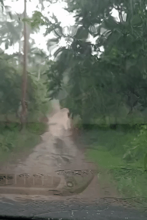 Vehicle drives through wooded area during heavy rainfall