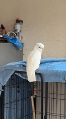 White cockatoo spotted resting on covered birdcage in Denpasar