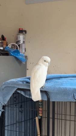 White cockatoo spotted resting on covered birdcage in Denpasar