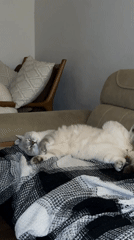 Cat napping on a patterned blanket in Bodrum