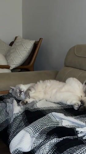 Cat napping on a patterned blanket in Bodrum