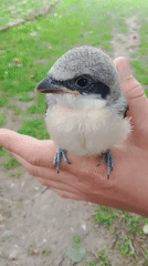 Wild bird with black eye mask handled outdoors in rural Russia