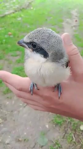 A baby bird with gray and white feathers is perched on a person's hand. The bird has a black mask across its eyes. The background is blurry and appears to be an outdoor setting with green grass and a dirt path. The bird looks directly at the camera.