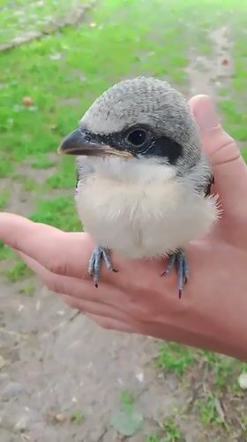 Wild bird with black eye mask handled outdoors in rural Russia