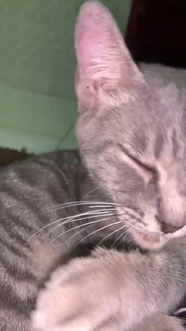 A close-up, side-view shot shows a gray tabby kitten lying down. The kitten's fur is striped with darker gray and tan. Its ears are pointed and slightly pink on the inside. The kitten's eyes are partly closed, with one eye visible showing a bluish-purple iris. Its whiskers are long and white. The kitten is resting on a surface that has a black and white checkered pattern. In the background, a light green wall with a subtle textured pattern is visible. The lighting appears to be dim, with some bright spots, possibly from a light source above and to the left of the frame.
