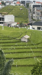 Rice paddies and rooftops: two faces of Mengwi, Bali