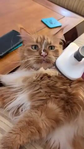 A person is brushing an orange tabby cat lying on its back on a couch. The cat is in the center of the frame and is looking up with a bewildered expression. The person's hands are visible as they use a white brush to stroke the cat's belly. The couch has beige and white striped upholstery.  In the background, there is a wooden coffee table with a blue coaster, a black phone, and a TV remote on it. The environment suggests a comfortable living room setting.