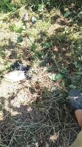 The video begins with a close-up of the ground, showing grass and some debris. It then transitions to a close-up of a cow's face. The cow is dark-colored with horns and a rope around its head. It appears to be looking directly at the camera. The background is blurred, showing greenery, suggesting an outdoor setting.