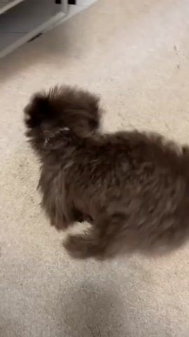 A brown dog with fluffy fur is walking in a room with a light-colored carpet. The dog's tail is wagging rapidly. The dog is moving from left to right in the frame and then turns its body to face the right. The dog's head is down and it appears to be sniffing the ground. There is a black and white tiled floor visible in the background.