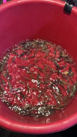 The video shows a red plastic bucket filled with water. There are many small, dark-colored fish swimming inside the bucket. The water is slightly turbulent, causing ripples on the surface. The bucket is situated on a dark, possibly black, surface. There are no visible people or interactions in the frame.