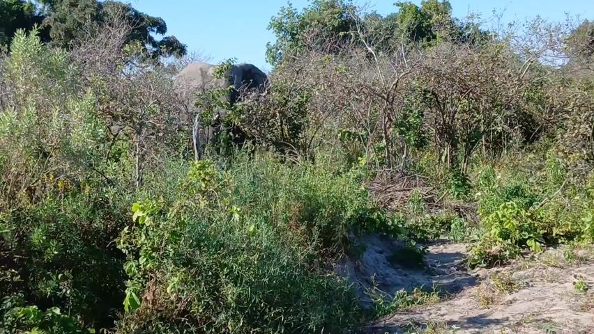 The video shows an elephant mostly obscured by dense vegetation. The elephant is gray and appears to be moving slowly behind bushes and trees, its shape partially visible against a clear blue sky. The surrounding environment consists of dry, sandy ground and lush green plants. The bushes are a mix of green and brown colors, suggesting a dry climate.