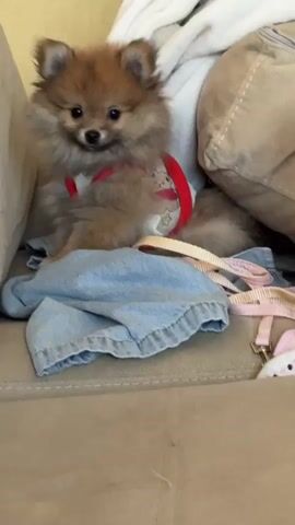 A small, fluffy Pomeranian puppy with brown fur and dark eyes is sitting on a beige couch. The puppy is wearing a red harness with a white patterned fabric. In front of the puppy is a crumpled piece of light blue denim fabric. A light pink and beige leash is draped over the denim and to the right of the puppy. To the right of the leash, a small white object with pink ears is visible, possibly a toy. The puppy is looking towards the camera and appears to be stationary at the beginning of the clip. It then shifts its position, moving forward and to the right. The puppy's head moves rapidly, blurring the image of its face. The background consists of pillows and fabric, one of which is white and fluffy, and another is a light brown textured material. The lighting is soft and appears to be coming from the front.