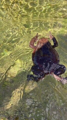 The video presents an overhead view of a reddish-brown frog or toad floating serenely in clear, shallow water. The amphibian's back displays a distinct bumpy texture and a mottled pattern of lighter spots. Its hind legs are extended and appear darker, almost black, contrasting with its body.

The water is highly transparent, allowing the viewer to see the bottom, which consists of light-colored sediment or rocks interspersed with patches of green aquatic plant life or algae. Sunlight illuminates the scene, causing shimmering reflections and intricate patterns to dance across the water's surface.

Initially, the frog remains relatively still, its limbs outstretched and spread wide as it rests on the water. It then begins to propel itself forward gently. Using its powerful hind legs, it pushes off, creating subtle, expanding concentric ripples on the water's surface around its body. The frog moves with an unhurried, gliding motion, its back remaining visible just above or at the water line throughout its movement.