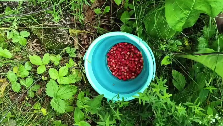 The video shows a person's hands picking small red berries from plants in a grassy outdoor environment. A teal bucket filled with similar berries is visible in the foreground. The person is wearing a silver bracelet on their left wrist. The camera angle is a top-down view, focusing on the berries and the hands.