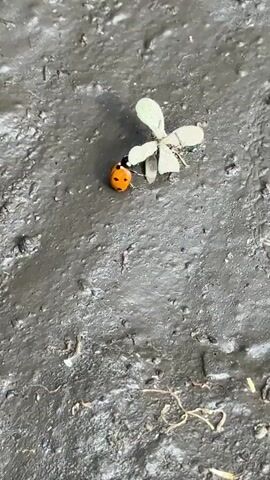 A close-up shot shows a ladybug on a small, light-colored plant. The ladybug has an orange shell with black spots. The plant has four delicate petals and is positioned on wet, dark ground. The video is filmed from a top-down perspective, and the lighting suggests it is daytime.