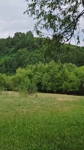 A vertical shot shows a grassy field in the foreground with a dense forest on a hilly slope in the background. The forest consists of various trees, including pines and deciduous trees, creating a lush green landscape. The lighting suggests it is daytime with overcast skies. The camera is static.