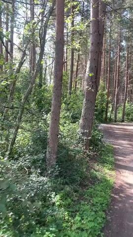 The video shows a dirt path winding through a forest with tall pine trees. The path is on the right side of the frame, with the left side filled with dense green foliage and trees. The lighting suggests it is daytime, with sunlight filtering through the trees, creating shadows on the path. The camera appears to be moving, possibly following the path. There are no people or animals visible in the video. The overall scene is one of a natural, wooded environment.