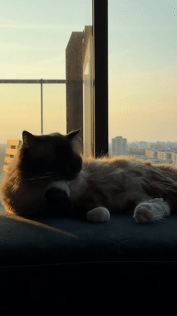 Ragdoll cat grooms and naps through golden hour in Rijswijk
