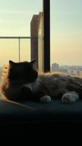 A long-haired cat lies on a dark surface in front of a window, with the sun setting behind it. The cat is grooming its face with its paw. The background shows a city skyline.