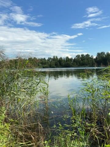 A still, outdoor, landscape video displays a body of water surrounded by reeds and trees under a blue sky with white clouds. The water reflects the sky and the trees. The reeds are green and tall, some with feathery tops. The trees form a dark green line across the horizon. The scene is serene and natural.