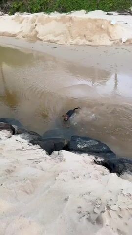 A short video shows a small, wet dog emerging from murky, brown water onto a sandy bank. The dog is predominantly dark brown with some lighter brown markings. It is shaking itself vigorously, sending water droplets flying. The scene appears to be a natural setting, possibly a river or coastal area. The water has ripples and appears shallow near the bank. The bank is composed of light-colored sand with some darker rocks visible along the edge of the water. In the background, there are mounds of sand, suggesting a beach or dune environment. The lighting suggests it could be late afternoon or early morning, with soft, diffused light. The dog's actions convey a sense of urgency and perhaps slight discomfort from being wet, as it quickly moves out of the water and begins to dry itself. There is no visible text in the video. The location context provided is Midigama, Sri Lanka, which is known for its beaches and coastal landscapes.