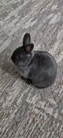A small, dark gray rabbit is on a patterned carpet. The rabbit is facing left and appears to be grooming itself, tucking its head down. The video is a close-up shot of the rabbit, with the carpet filling the background. The lighting is dim, and the focus is on the rabbit.