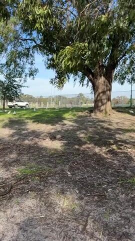 The video shows a group of white birds, possibly cockatoos, gathered on a grassy area next to a road. A white SUV is parked on the side of the road. Several of the birds are near the SUV, and some appear to be pecking at the ground. The area is shaded by trees, and the ground in the foreground is covered with dirt and exposed roots. In the background, there is a fence, some buildings, and more trees. The sky is blue with some scattered clouds.